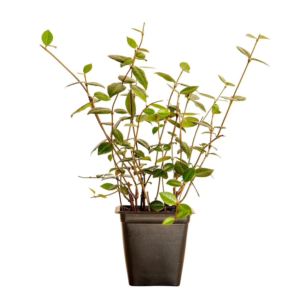 2026 NewExpert Gardener Asiatic Jasmine - 54 Pack (3.25 In. Pots) Evergreen Groundcover Vine - Full Sun Live Outdoor Plant