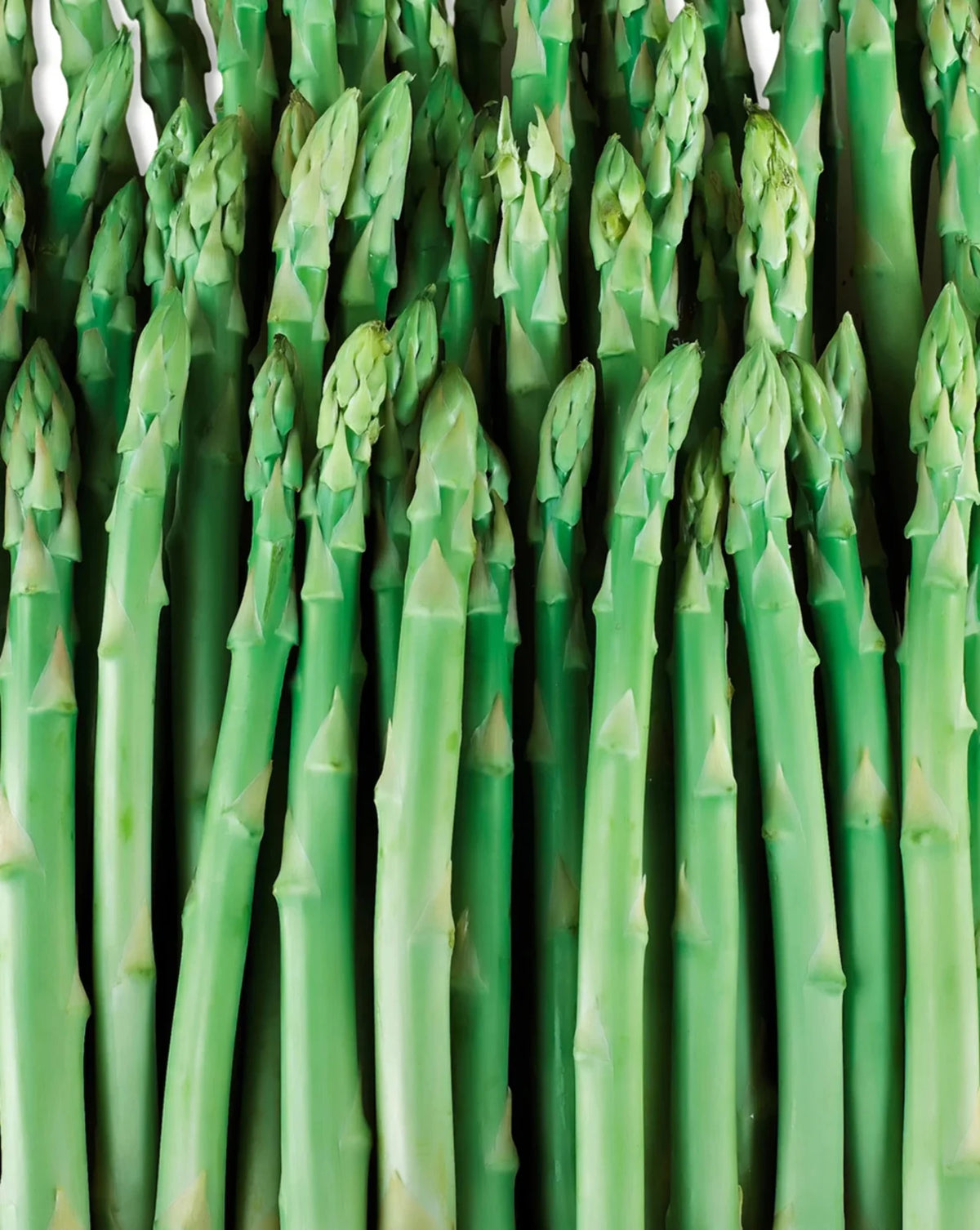 2026 Jersey Giant Asparagus Crowns - 10 root divisions