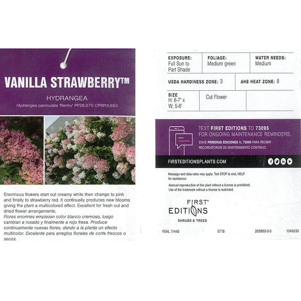2026 3 Gal. Vanilla Strawberry Panicle Hydrangea Flowering Shrub with Pink Blooms