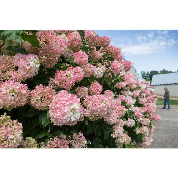2026 3 Gal. Vanilla Strawberry Panicle Hydrangea Flowering Shrub with Pink Blooms
