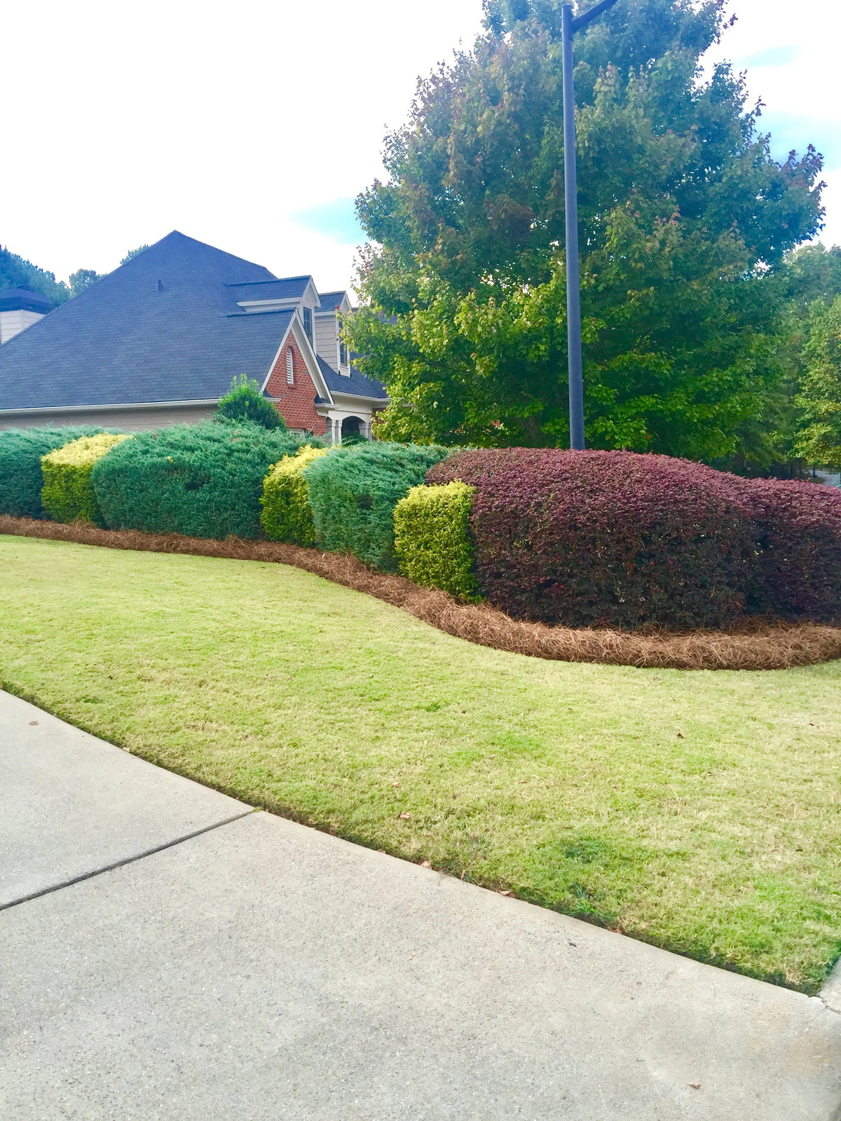 2026 NewPremium Long Needle | Pine Straw Mulch | 300 Sqft