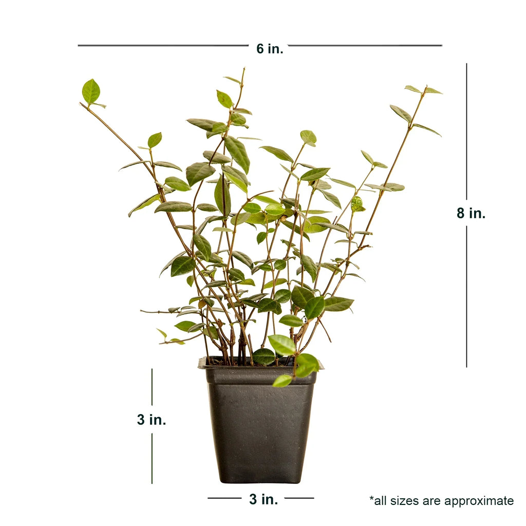 2026 NewExpert Gardener Asiatic Jasmine - 54 Pack (3.25 In. Pots) Evergreen Groundcover Vine - Full Sun Live Outdoor Plant