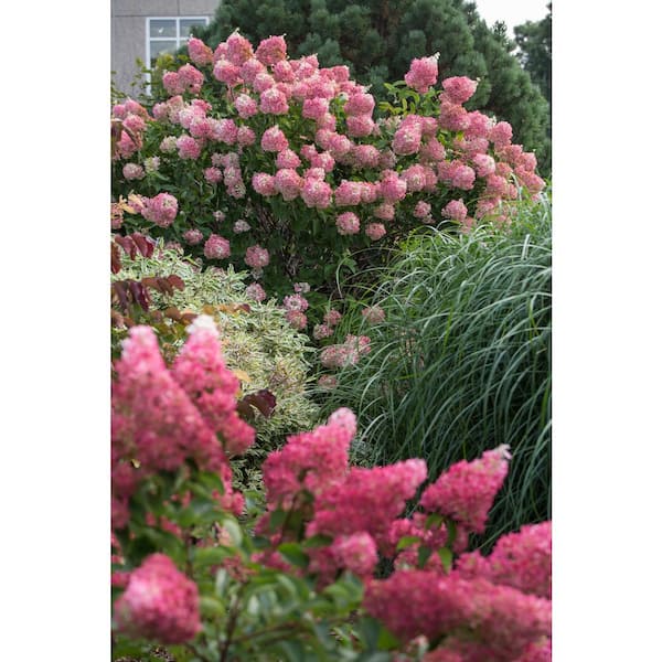 2026 3 Gal. Vanilla Strawberry Panicle Hydrangea Flowering Shrub with Pink Blooms