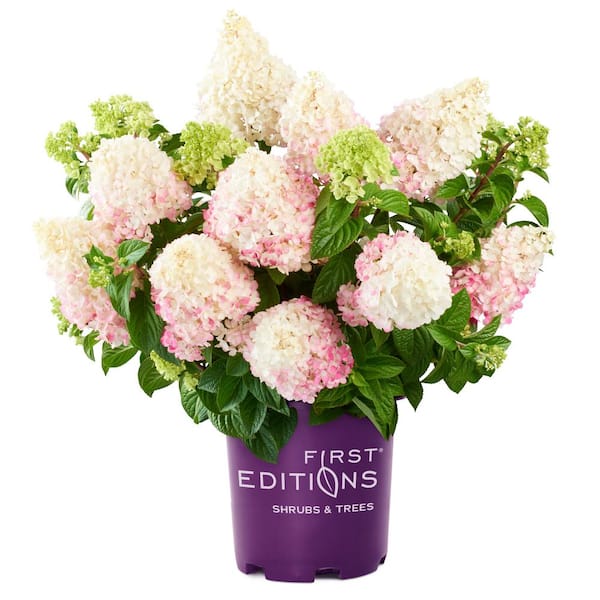 2026 3 Gal. Vanilla Strawberry Panicle Hydrangea Flowering Shrub with Pink Blooms