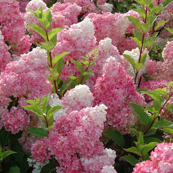 2026 3 Gal. Vanilla Strawberry Panicle Hydrangea Flowering Shrub with Pink Blooms