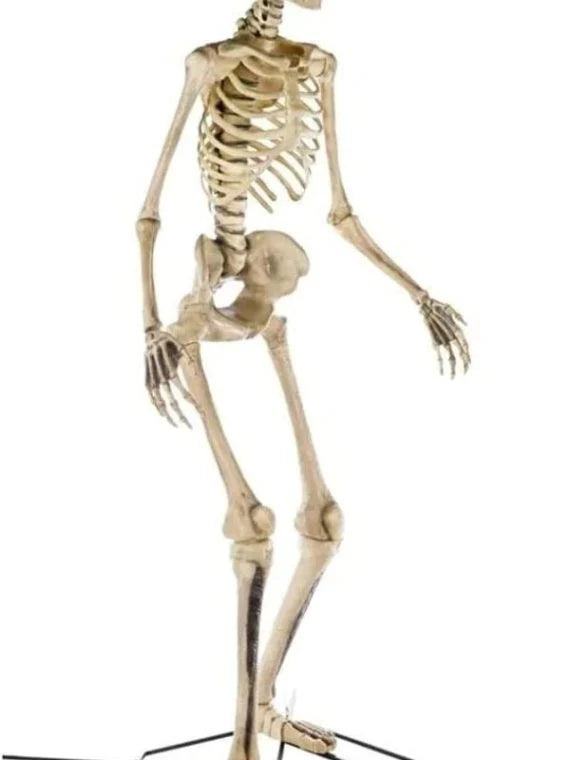 2026 12 ft. Giant-Sized Skeleton with LifeEyes NO250058